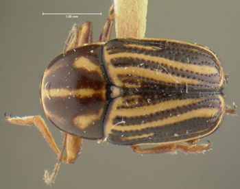 Media type: image;   Entomology 24996 Aspect: habitus dorsal view